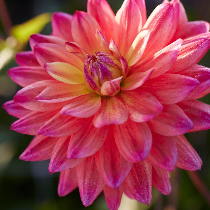 Dahlia Dekoratiivinen Rainbow Silence 1-pakkaus