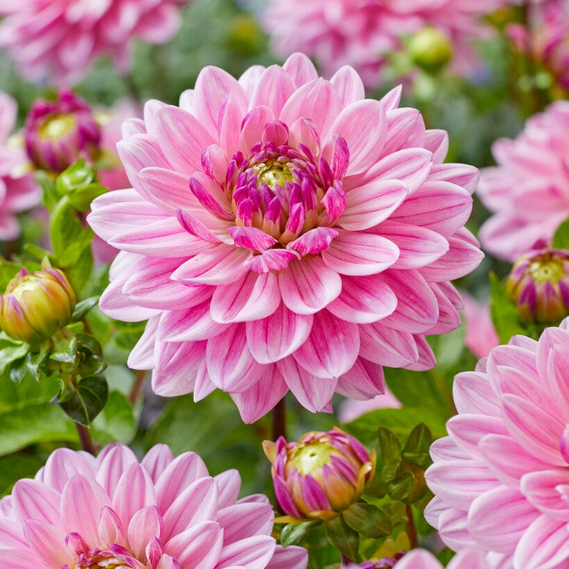 Dahlia Anne Marie Koristeellinen 1-pakkaus UUTUUS