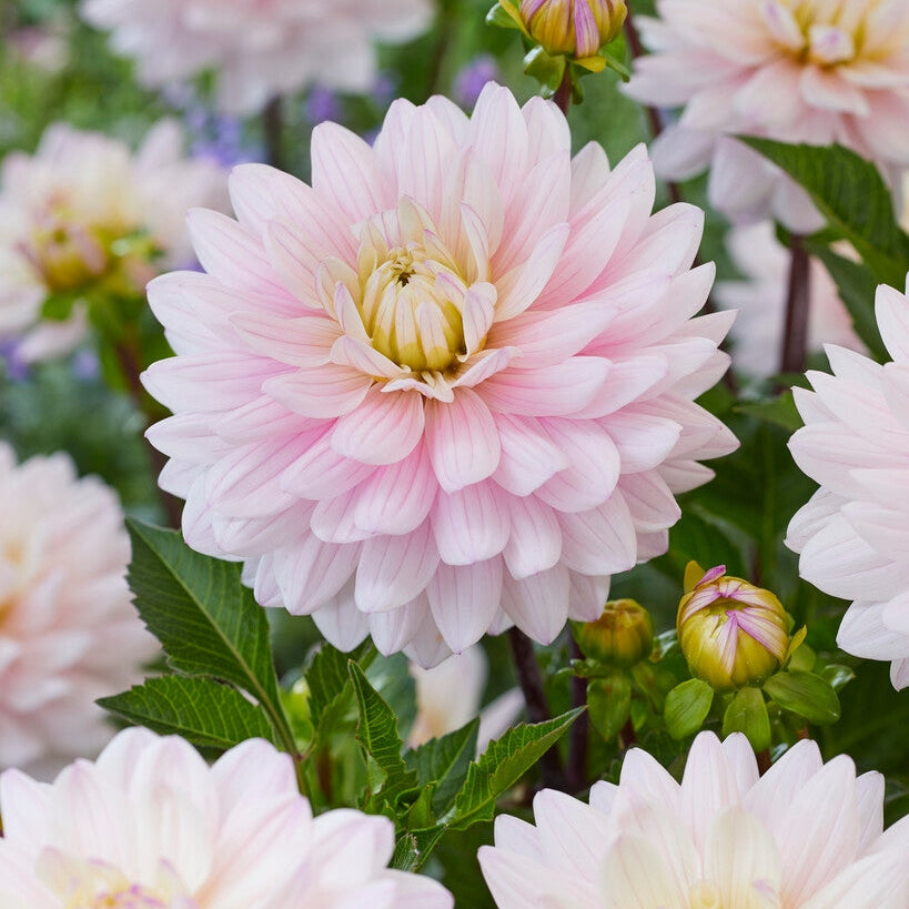 Dahlia Dekoratiivinen Lady Kate 1-pakkaus