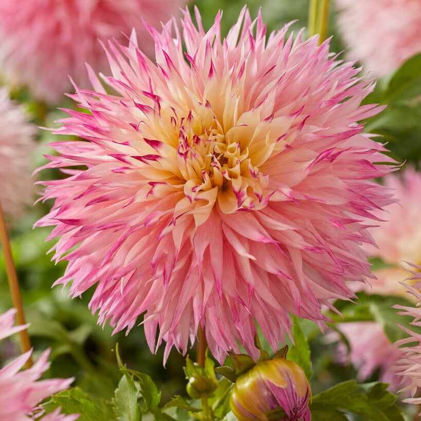 Dahlia Kaktus Pinelands Princess 1-pakkaus