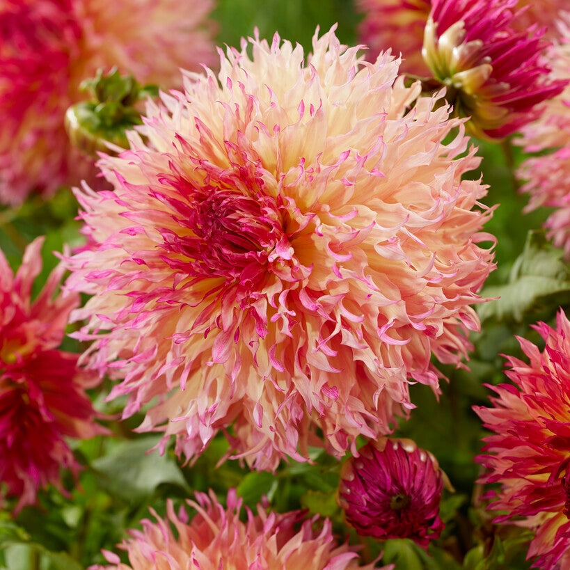 Dahlia Fubuki Myrtl Folly 1-paketti