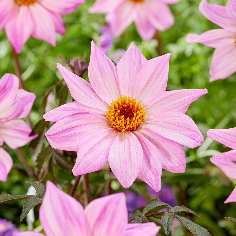 Dahlia Border Leicesterin piispan 1-pakkaus