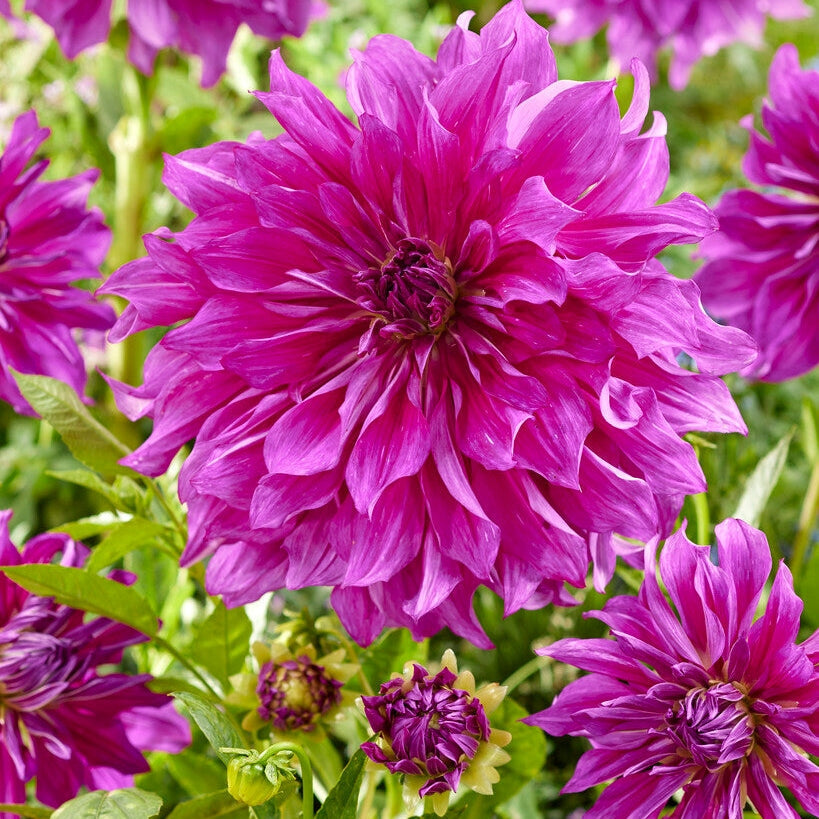Dahlia Dekorativ Purple Taiheijo 1-pack