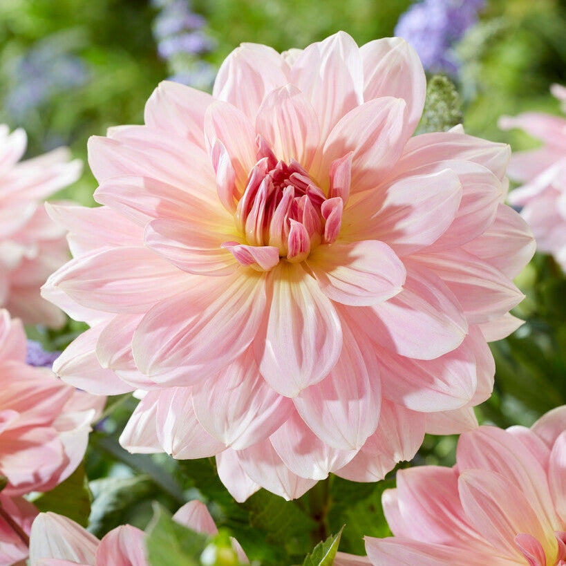 Dahlia Dekoratiivinen Fairway Pilot 1-pakkaus