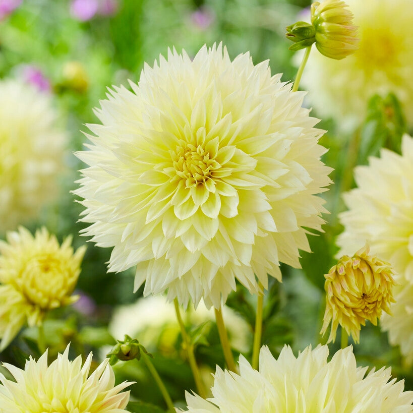 Dahlia Fubuki Canary 1-pakkaus