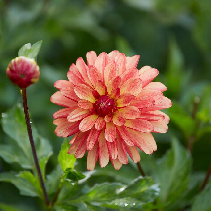 Dahlia Dekoratiivinen Crazy legs 1-pakkaus