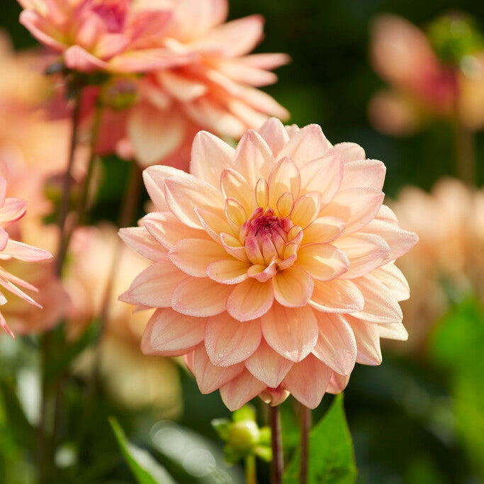 Dahlia Border Melody Dora 1-pakkaus