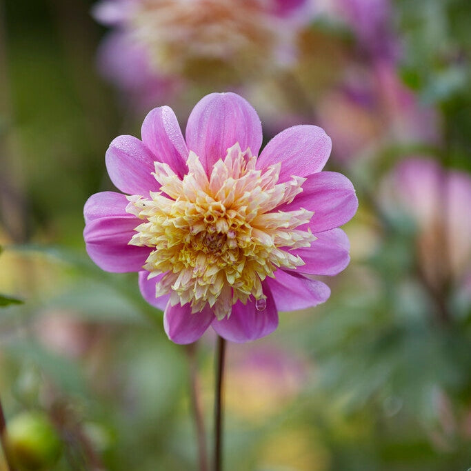 Dahlia Anemone Take Off 1-paketti