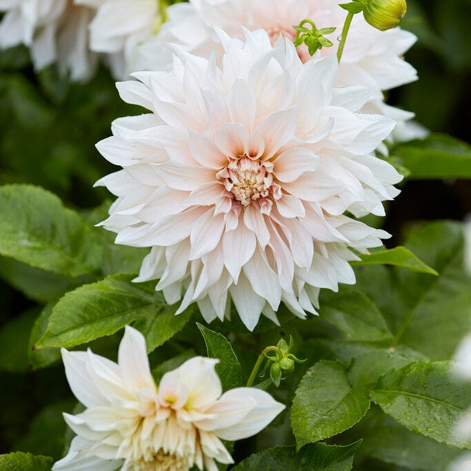 Dahlia Dekoratiivinen Café au Lait 1-pakkaus