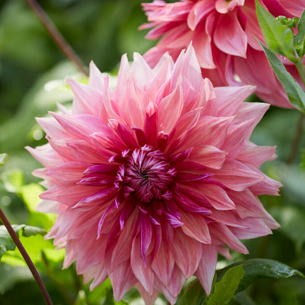 Dahlia Dekorativ Penhill Dark Monarch 1-pack