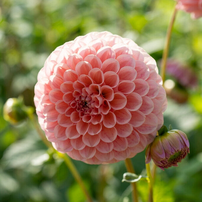 Dahlia Pompon Linda&
