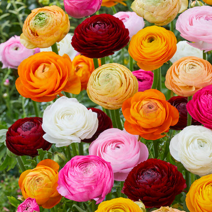 Bukettranunkel-Ranunculus asiaticus 'Mixed' 10-pack