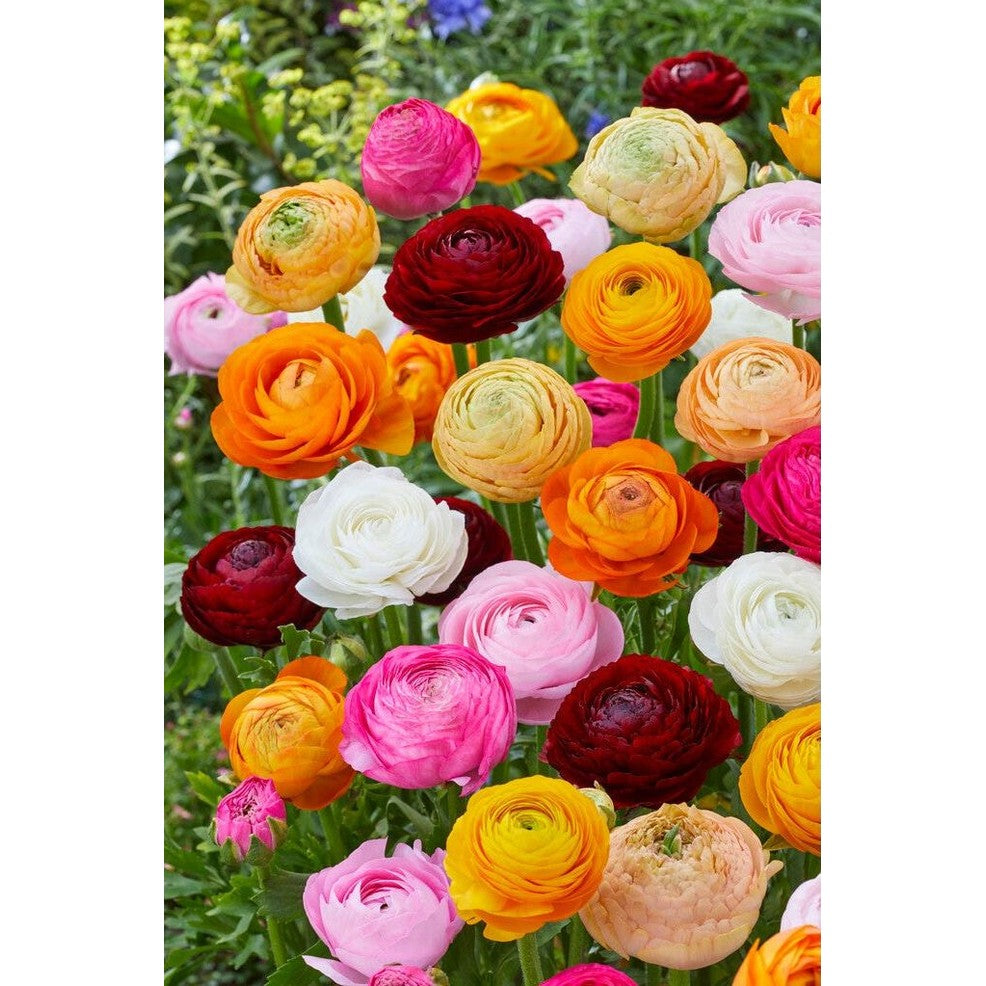 Bukettranunkel-Ranunculus asiaticus &