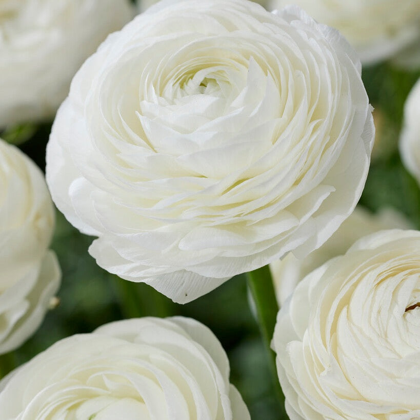 Bukettranunkel-Ranunculus Valkoinen 10-pakkaus