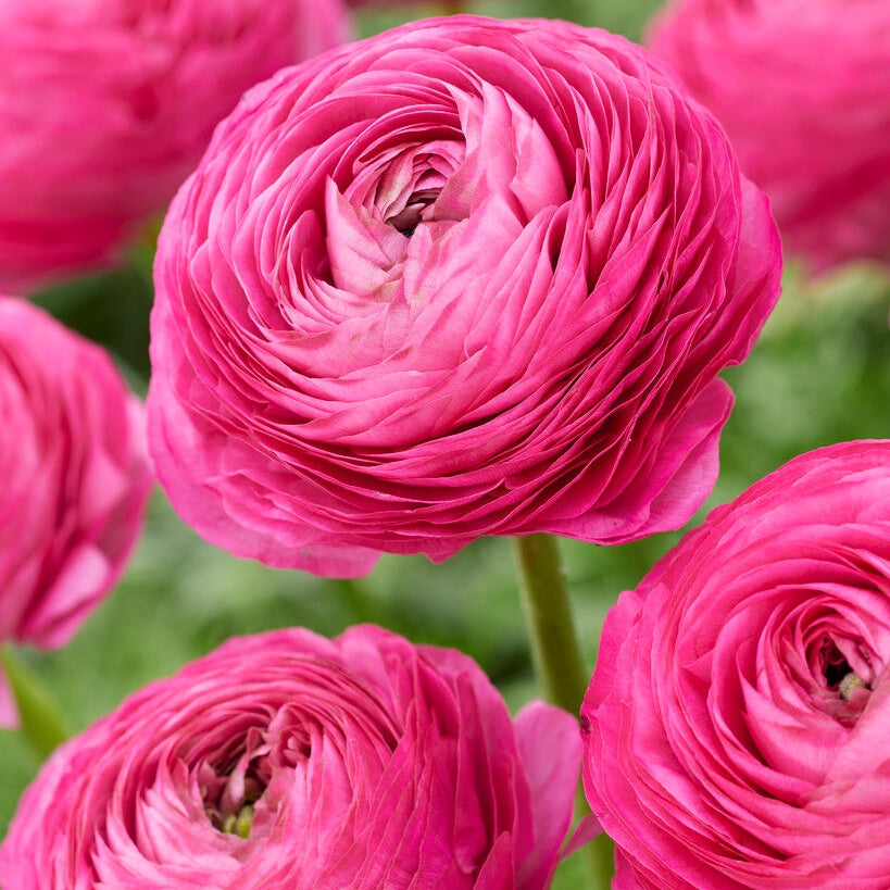 Bukettranunkel-Ranunculus Pink 10-pakkaus