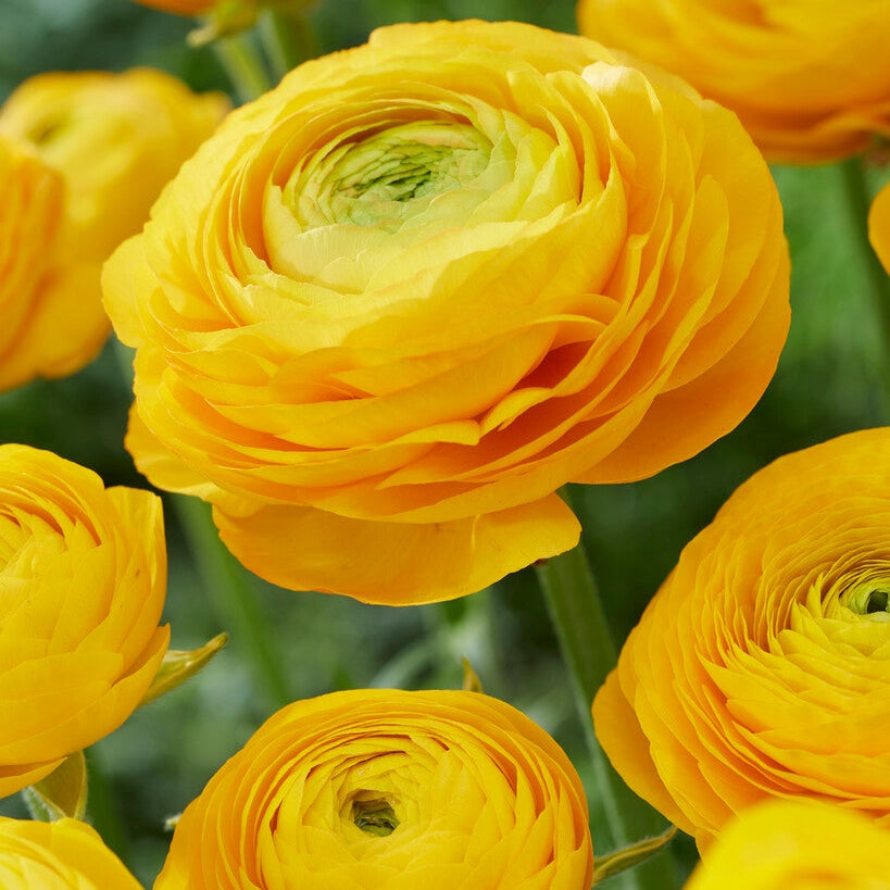 Bukettranunkel-Ranunculus Keltainen 10-pakkaus