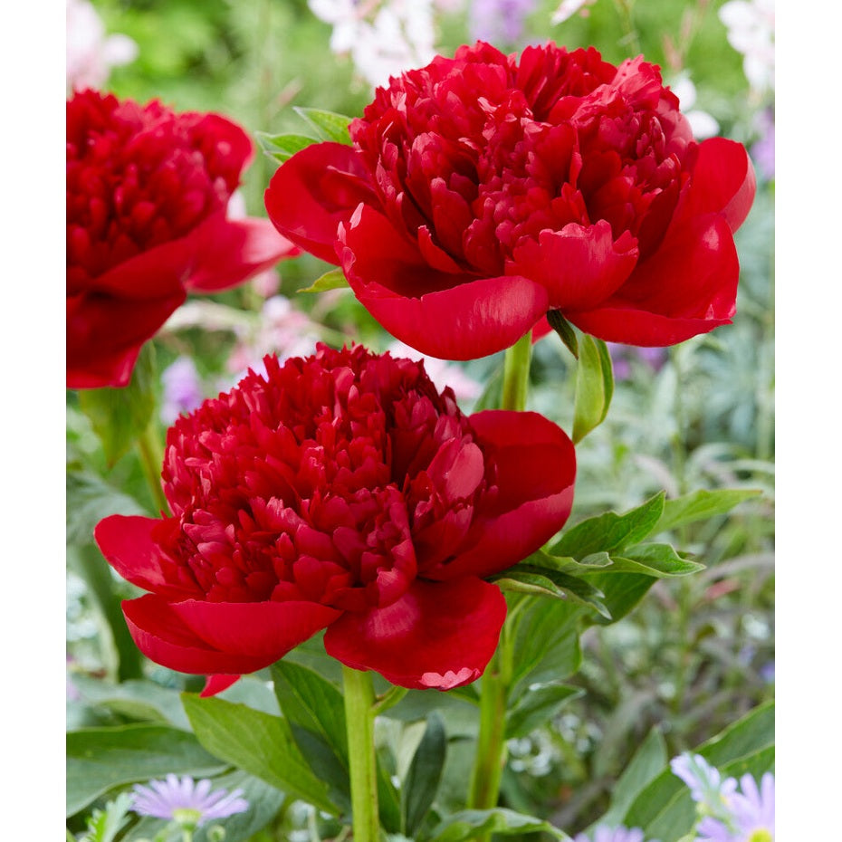 Pioni-Paeonia Red Charm 1-pakkaus