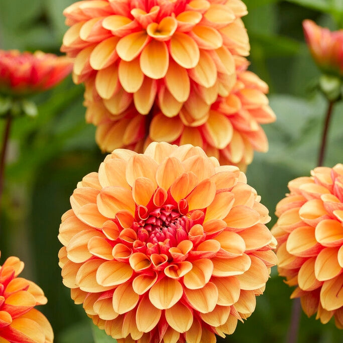 Dahlia Dekorativ American Sunset 1-pack UUTUUS