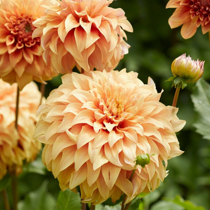 Dahlia Dekorativ Great Hercules 1-pack