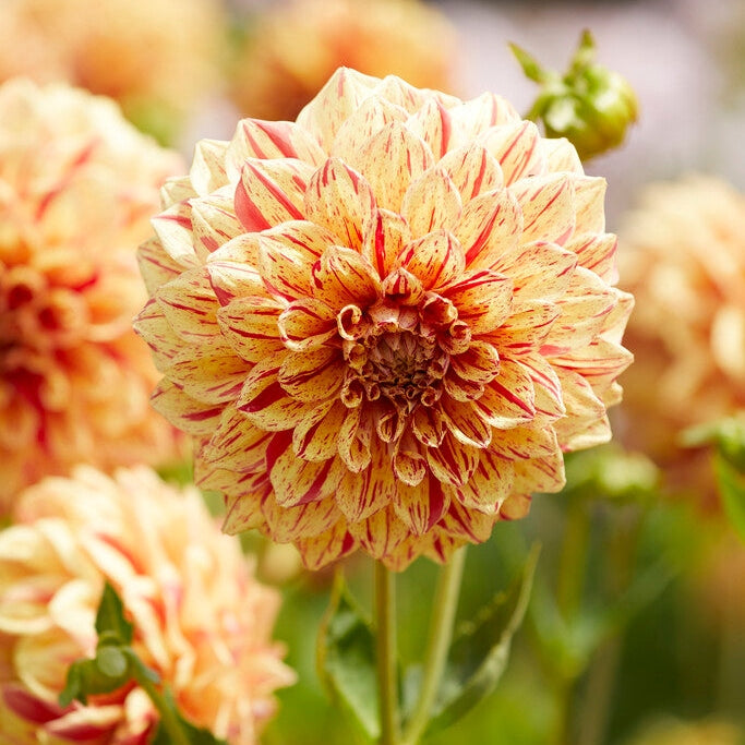 Dahlia Dekoratiivinen Gloriosa 1-pakkaus