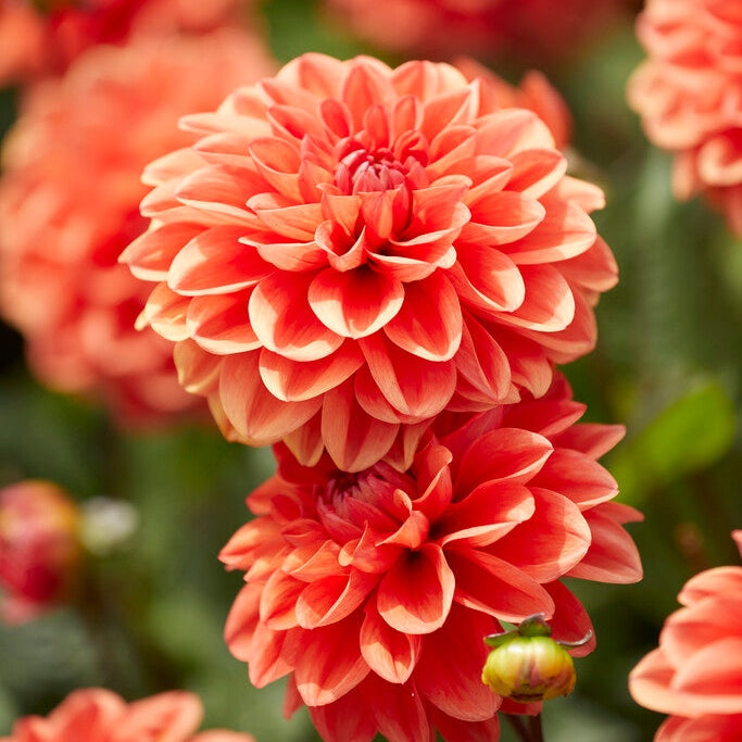 Dahlia Border Orange Nugget 1-pakkaus