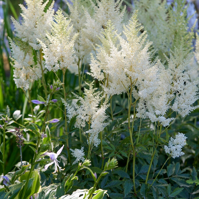 Astilbe Valkoinen 1-paketti