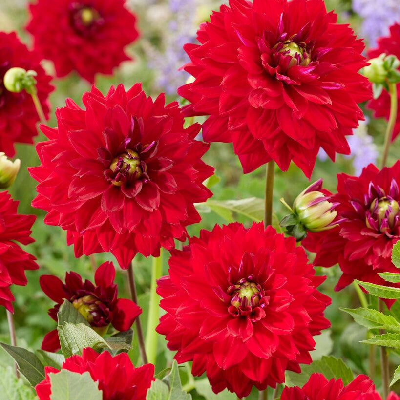 Dahlia Deorativ Kaikki Suunnat 1-pakkaus