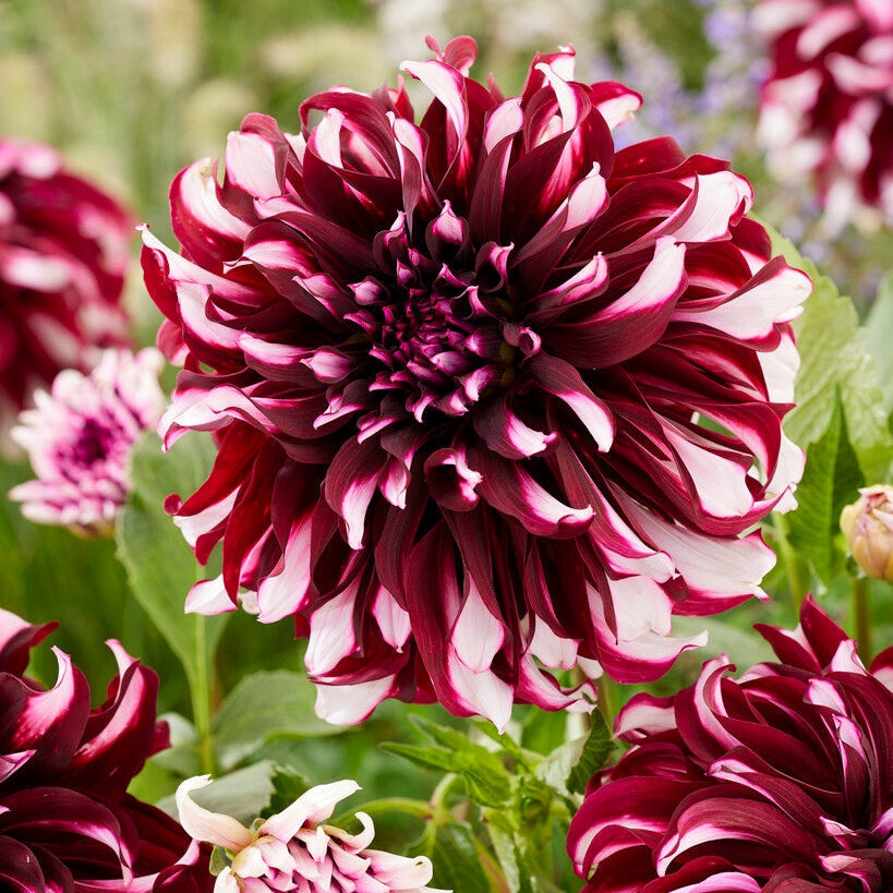 Dahlia Dekoratiivinen Tartan 1-pakkaus
