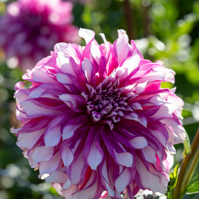 Dahlia Dekorativ Radegast 1-pack NYHET