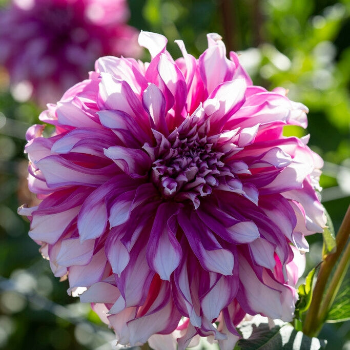 Dahlia Dekoratiivinen Radegast 1-pakkaus