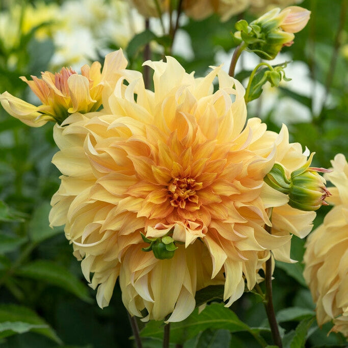 Dahlia koristeellinen isoveli 1-pakkaus