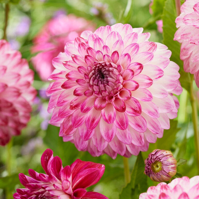 Dahlia Dekoratiivinen Caproz Pizzazz 1-pakkaus