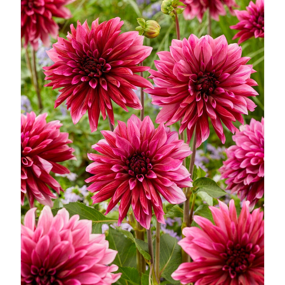 Dahlia Tanita Dekoratiivinen 1-pakkaus UUTUUS