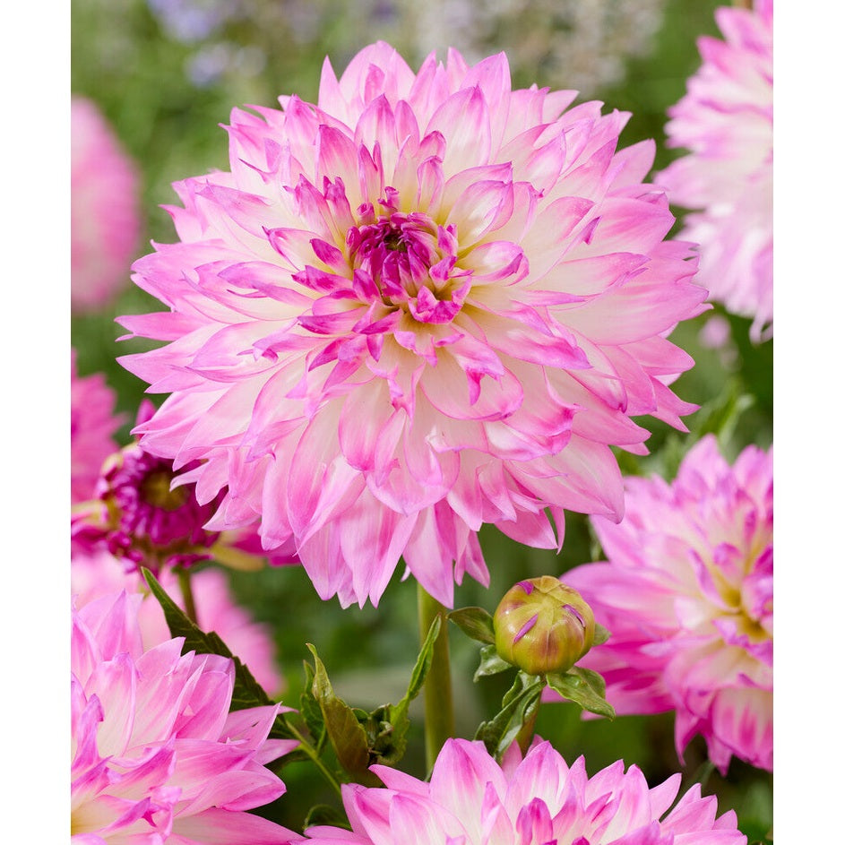 Dahlia Kordessa Dekoratiivinen 1-pakkaus UUTUUS