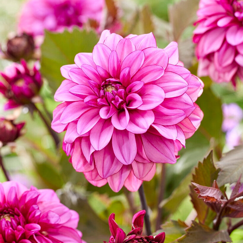 Dahlia Dekoratiivinen Melissa Anne Marijke 1-pakkaus