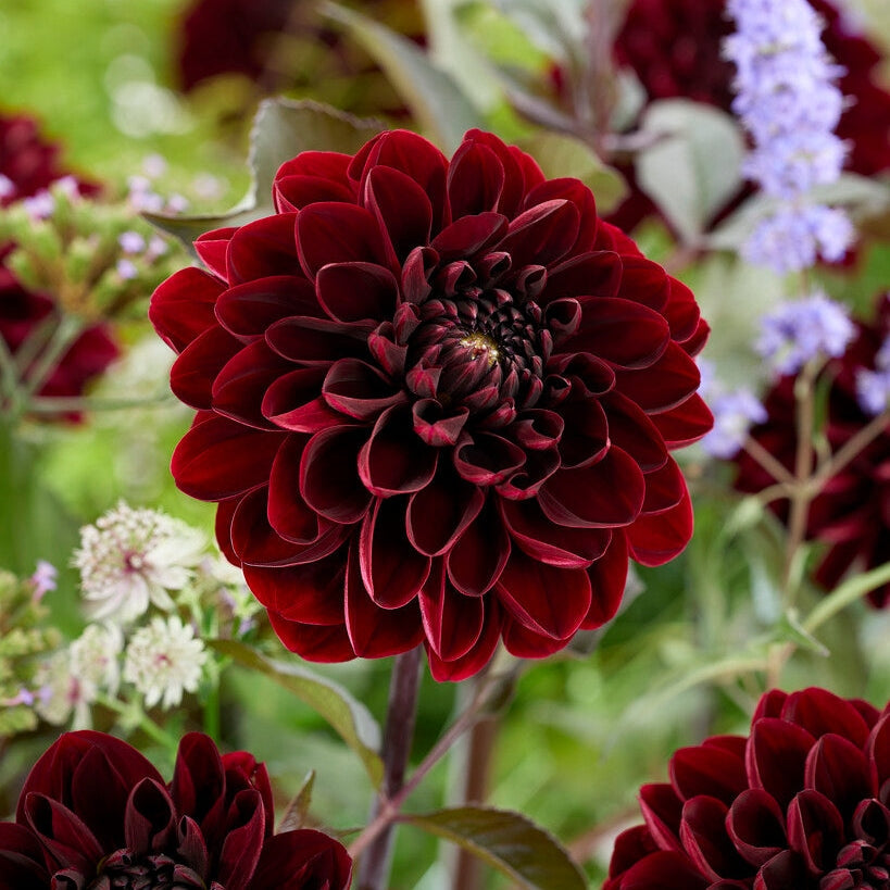 Dahlia Dekoratiivinen Manoa 1-pakkaus