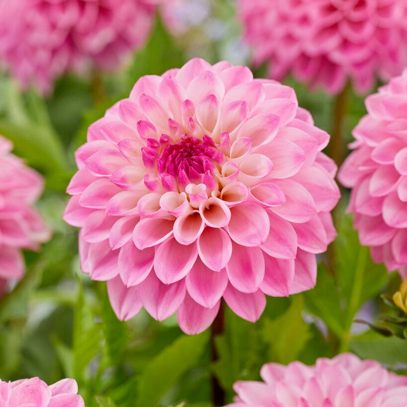 Dahlia Princess Laetitia Dekoratiivinen 1-pakkaus UUTUUS