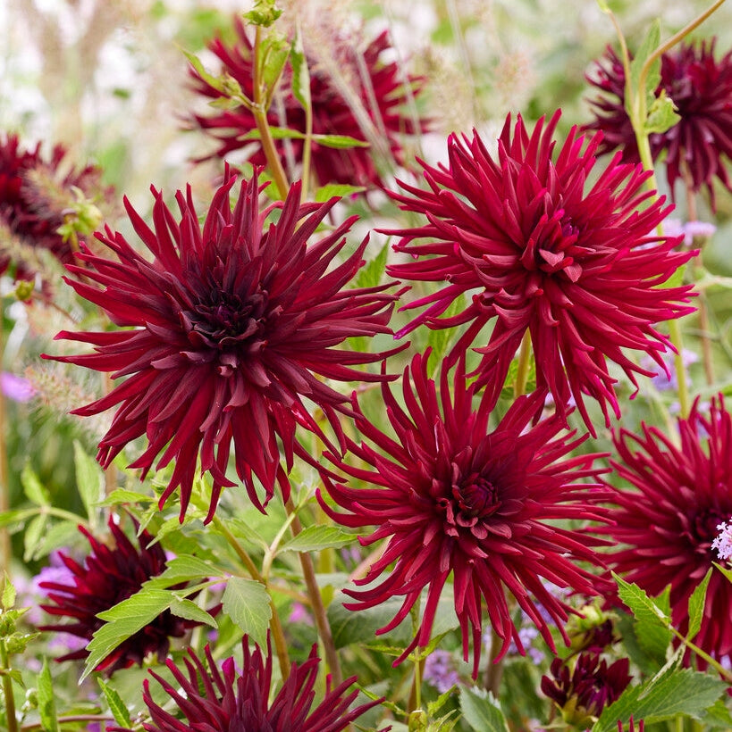 Dahlia Kaktus Musta Narsissi 1-pakkaus