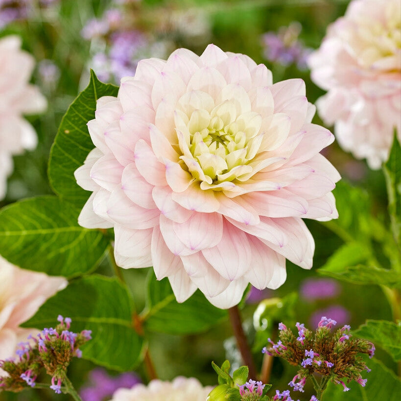 Dahlia Dekoratiivinen Hopeavuodet 1-pakkaus