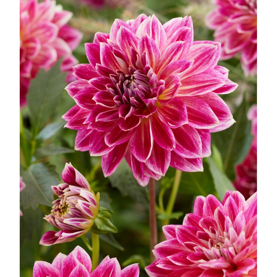 Dahlia Kauneuden Temppeli Koristeellinen 1-pakkaus UUTUUS