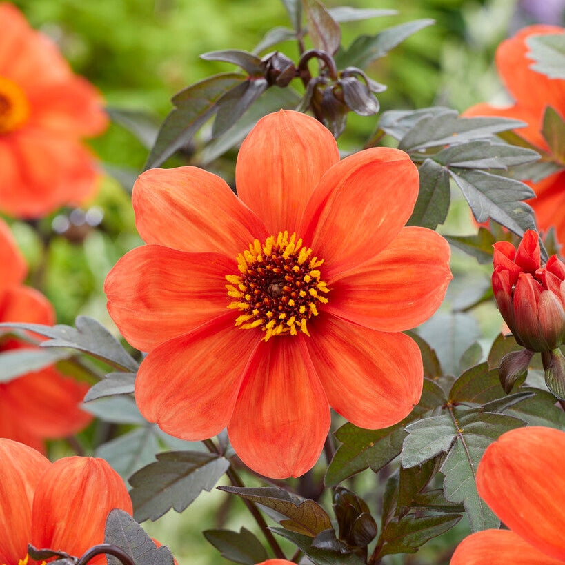 Dahlia Border Oxfordin piispan 1-pakkaus