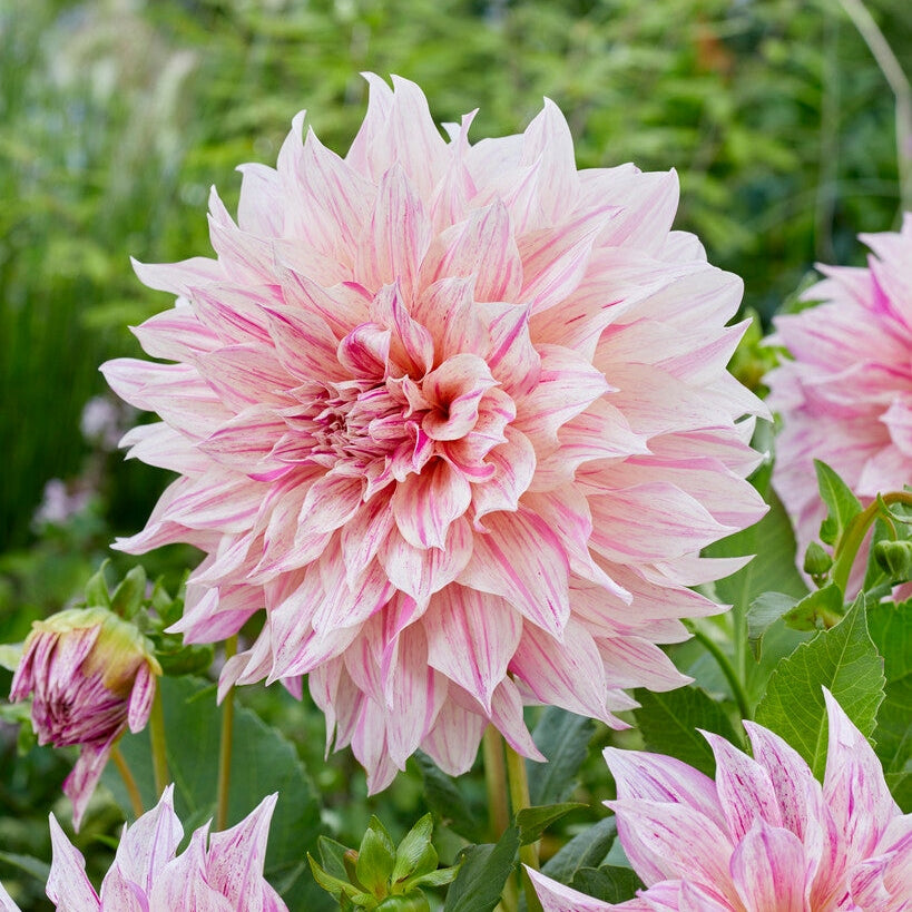 Dahlia Dekoratiivinen Cafe au Lait Twist 1-pakkaus