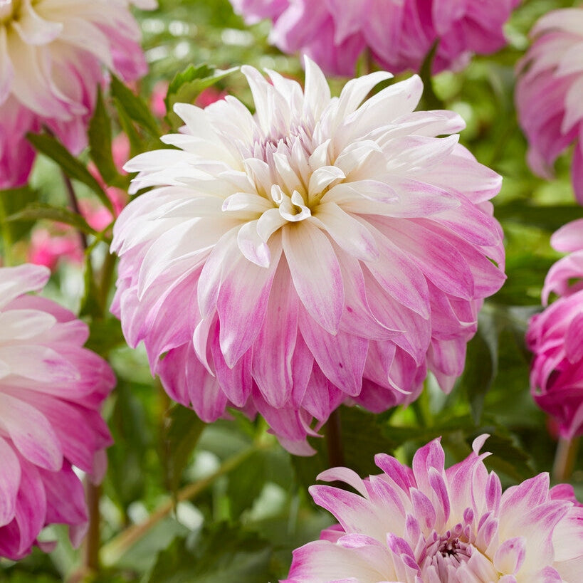 Dahlia Dekoratiivinen Pinkki Petticoat 1-pakkaus