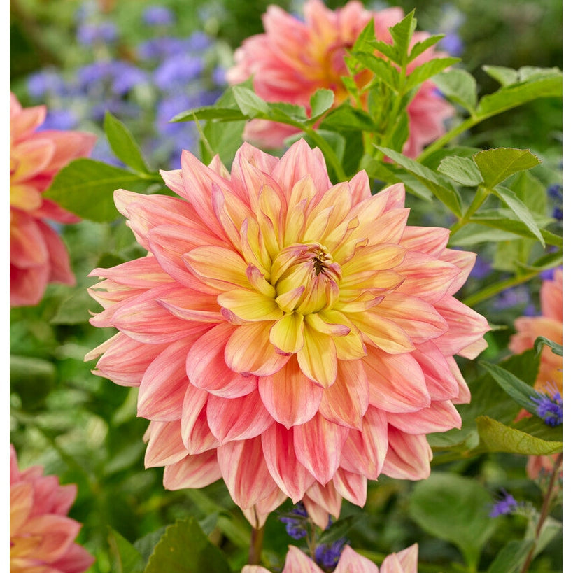 Dahlia Wanda&
