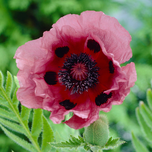 Vallmo-Papaver 'Patty's Plum' 1-pack