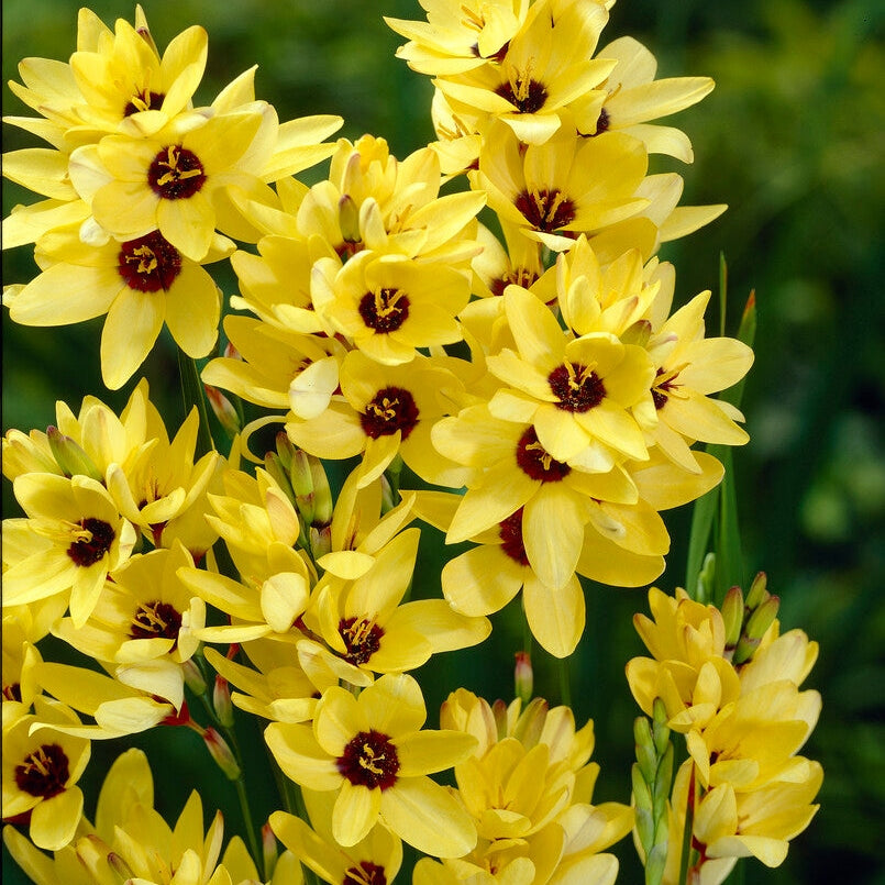 Ixia Keltainen 15-pakkaus