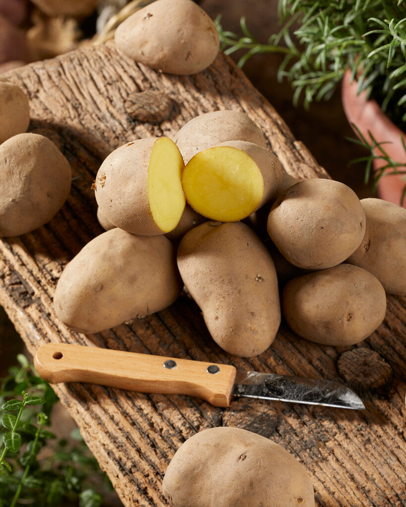 Peruna Charlotte 10-pakkaus