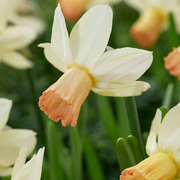 Narcissus Carice (UUSI) 5-pakkaus