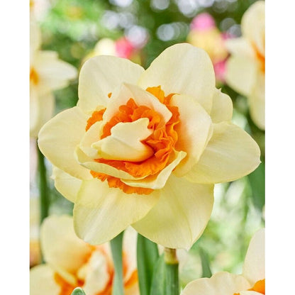 Narcissus Romantic Paradise (UUSI) 5-pack