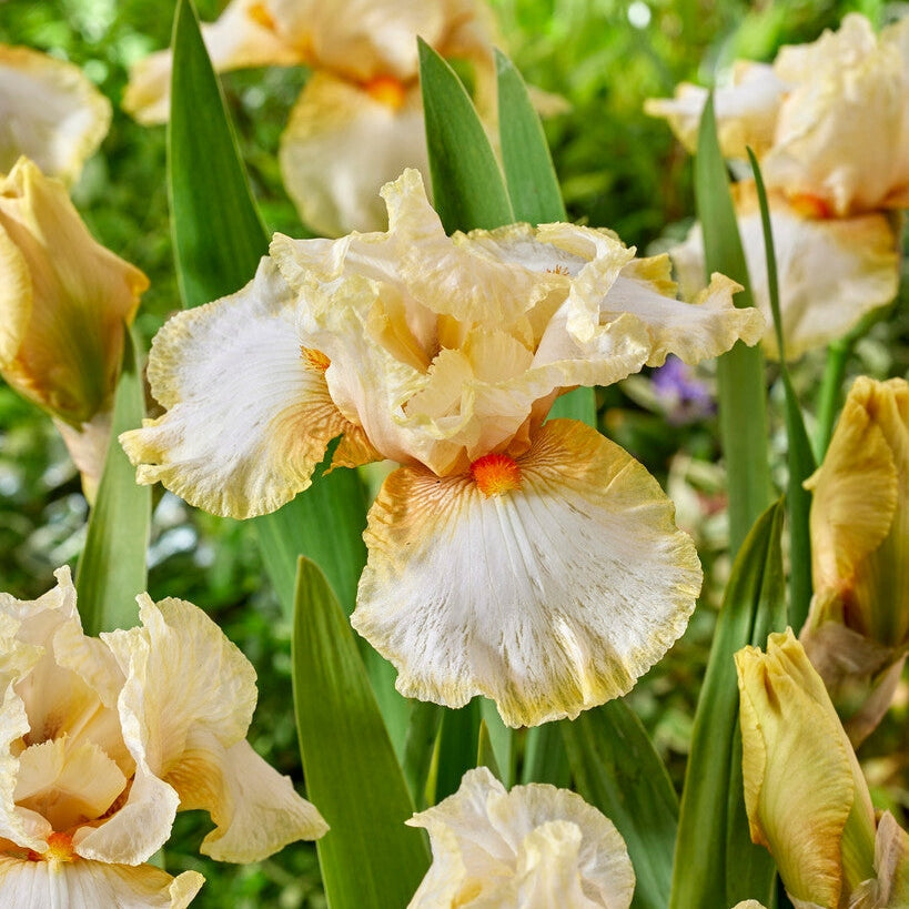 Tyskiris-Iris Germanica Burmese Dawn 1-pakkaus